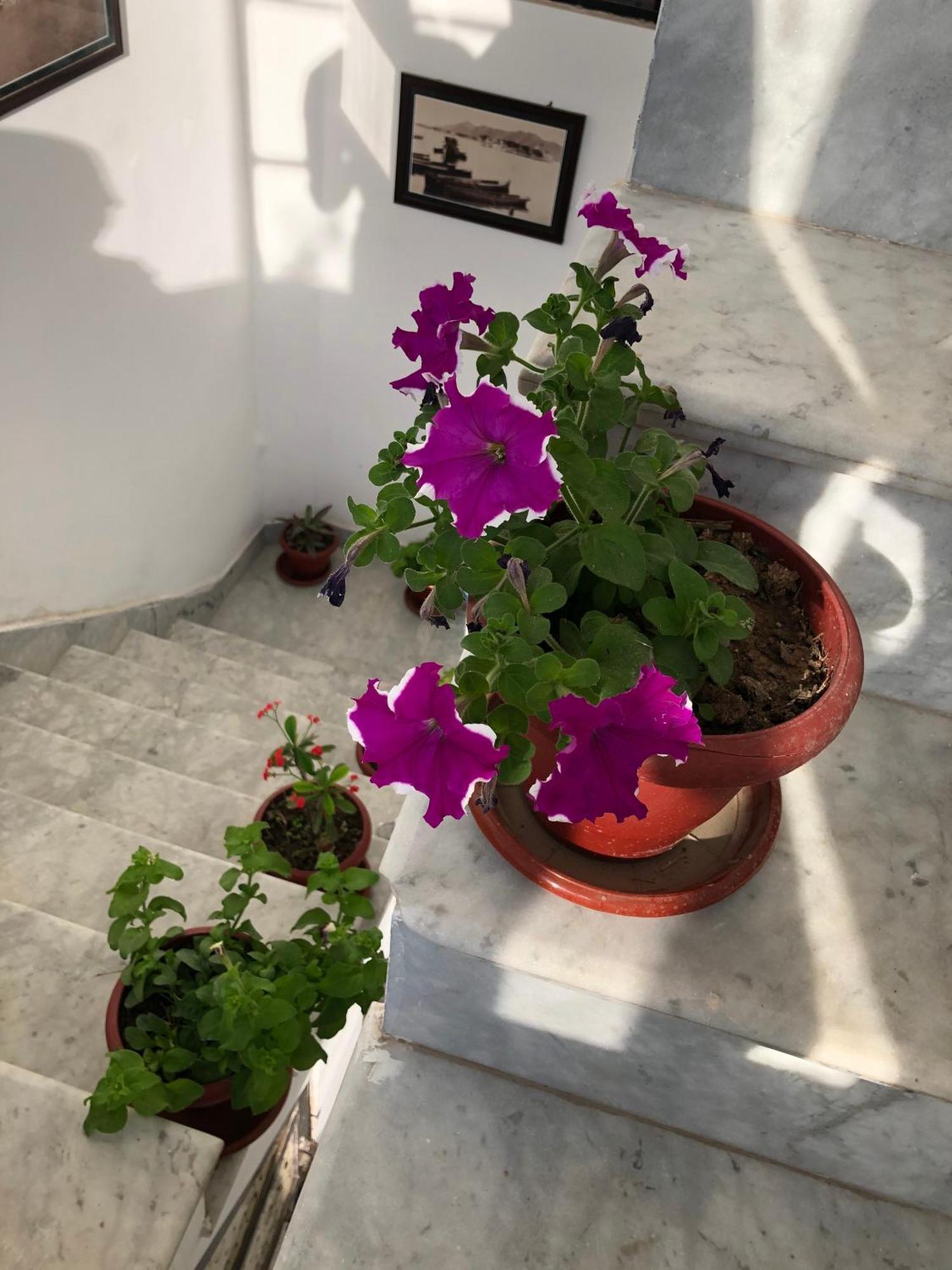 Hotel Nirvana Lakeside Udaipur Dış mekan fotoğraf